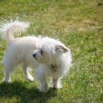Can I leave my Havanese alone for 5 hours?