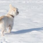 Do dogs need a light on at night?