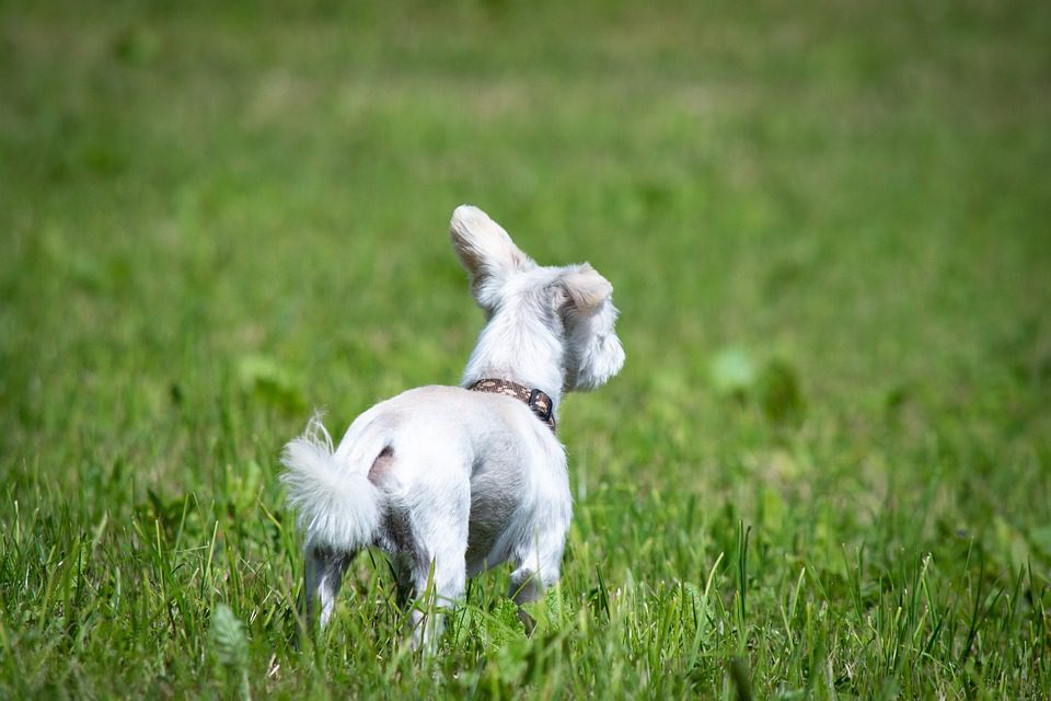 How many times should a dog poop a day?