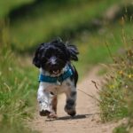 Do dog tear stains go away?