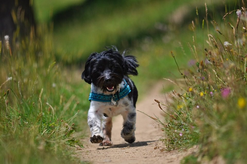 Do dog tear stains go away?