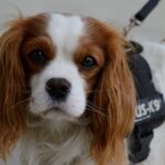 Is a 20 minute walk enough for a dog?
