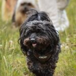How often should a Goldendoodle be shaved?