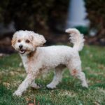 What is the best cut for a Goldendoodle?
