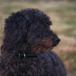 How long can Goldendoodles hold their bladder?