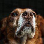 How much do you tip a dog groomer at Petsmart?