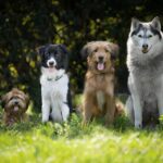 How do you know if your dog is imprinted on you?