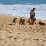 Can I groom my 8 week old puppy?