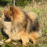 How long do purebred Pomeranians live?