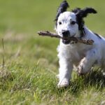 What is the easiest dog to train?