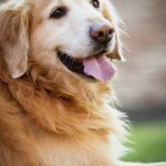 Why do Golden Retrievers only live 10 years?