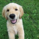 What is the most common cause of death for Golden Retrievers?