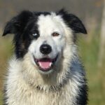 What foods are Border Collies allergic to?