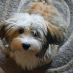 What two dog breeds make a Havanese?