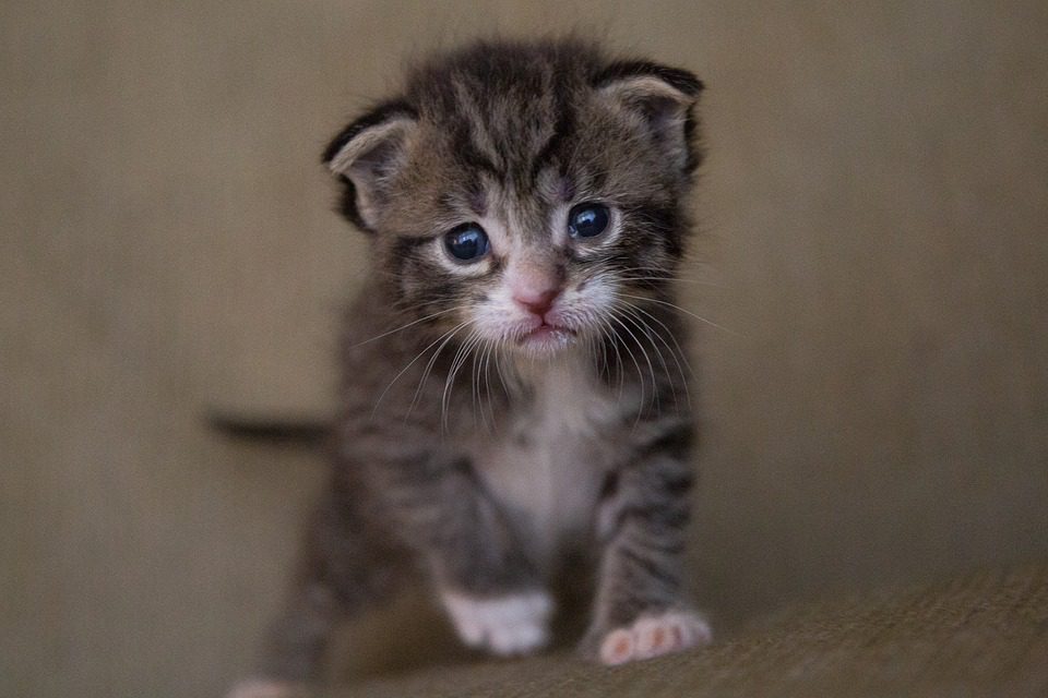 Should I get 1 or 2 Ragdoll kittens?