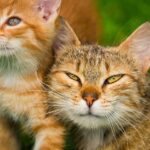 What do cats hear when we talk to them?
