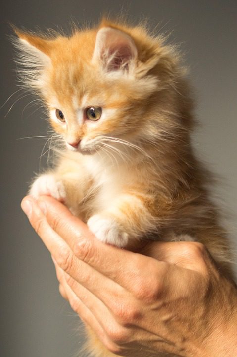 How do you brush mats out of cat fur?