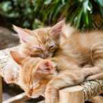 What is the kindest breed of cat?
