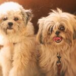 Can I leave a Shih Tzu alone for 8 hours?