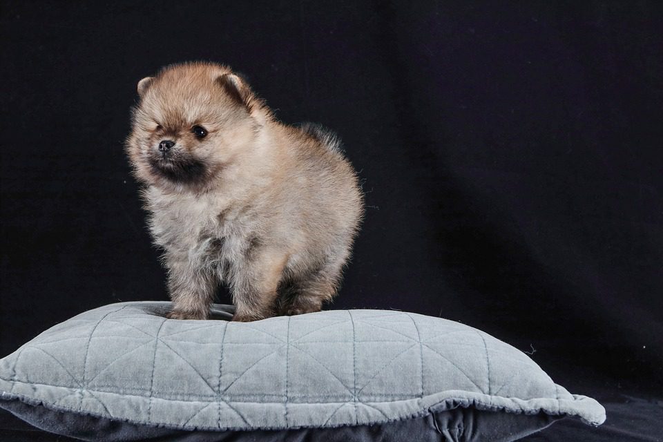 How can I tell if my Pomeranian is happy?