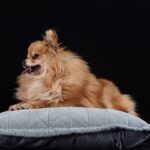 Why is my Pomeranian biting me?
