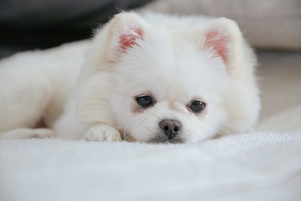 Do Pomeranians need to be walked everyday?