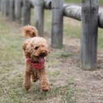 How do I know if my Goldendoodle is happy?
