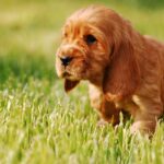 Are Cavaliers shy dogs?