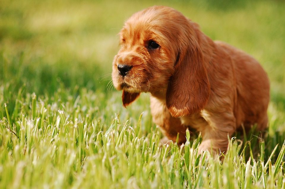 Are Cavaliers shy dogs?