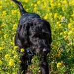 When should my Goldendoodle get his first haircut?