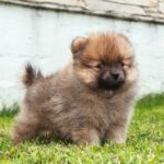 Are Pomeranians jealous dogs?