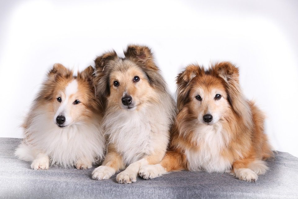 What is the longest living Border Collie?