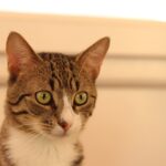 Can you give a cat Benadryl everyday?