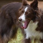 Can Border Collies be left alone all day?