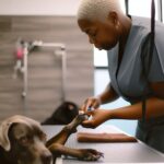 How Much Do Groomers Charge to Cut Dog’s Nails: Nail Trim Cost
