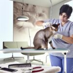 Do Cat Groomers Sedate Cats: When Sedation Is Used