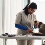 How Do Groomers Groom Cats: Feline Grooming Process