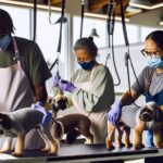 Can Dog Groomers Open? COVID-19 Update & Safety Protocols