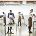 What Phase Are Dog Groomers In? Reopening Tier Explained