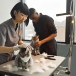 What Do Cat Groomers Do? Services Beyond Basic Brushing