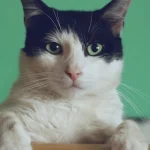 Is Basil Leaf Safe for Cats? 10 Crucial Facts & Vet Tips 13 basil leaf cats featured (AI Generated Image)
