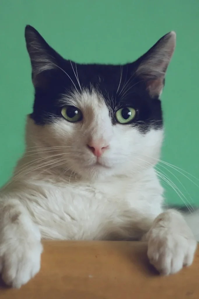 basil leaf cats featured (AI Generated Image)